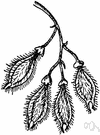 winged elm - North American elm having twigs and young branches with prominent corky projections