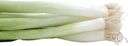 Welsh onion