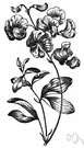 earthnut pea - European herb bearing small tubers used for food and in Scotland to flavor whiskey