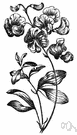Lathyrus tuberosus - European herb bearing small tubers used for food and in Scotland to flavor whiskey