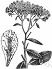 Sedum telephium - perennial northern temperate plant with toothed leaves and heads of small purplish-white flowers