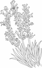 English lavender - aromatic Mediterranean shrub widely cultivated for its lilac flowers which are dried and used in sachets