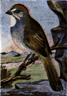 Chlorura chlorura - towhee of the Rocky Mountains
