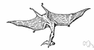 Pterodactylus - a reptile genus of Pterodactylidae