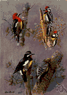 Sphyrapicus varius ruber - western North American sapsucker
