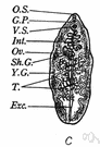 Fasciolopsis buski - fluke that is parasitic on humans and swine