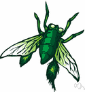 Tachinidae - parasites on other insects