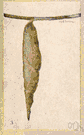 Samia cynthia - large green silkworm of the cynthia moth