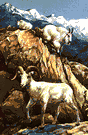 Rocky Mountain goat - sure-footed mammal of mountainous northwestern North America