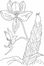 swanflower - any of several orchids of the genus Cycnoches having slender arching columns of flowers suggesting the neck of a swan