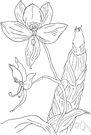 swanneck - any of several orchids of the genus Cycnoches having slender arching columns of flowers suggesting the neck of a swan