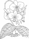 moth orchid - any of various orchids of the genus Phalaenopsis having often drooping glossy broad obovate or oval leaves usually dark green flushed purple or mottled grey and silver