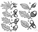 chestnut oak - an oak having leaves resembling those of chestnut trees