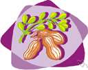 potato bean - twining plant of Amazon basin having large edible roots