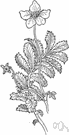 genus Potentilla - chiefly perennial northern hemisphere herbs and shrubs: cinquefoil