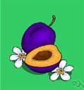 Alleghany plum