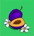Allegheny plum