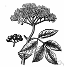 black elder - a common shrub with black fruit or a small tree of Europe and Asia
