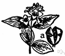 Philadelphus coronarius - large hardy shrub with showy and strongly fragrant creamy-white flowers in short terminal racemes