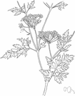 genus Conium - small genus of highly toxic biennials: hemlock