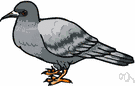 Columbiformes - sand grouse