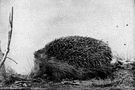 Erinaceus - type genus of the family Erinaceidae: hedgehogs