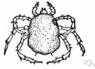 Tunga penetrans - small tropical flea
