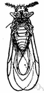Adelgidae - plant lice