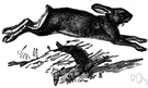 varying hare - large large-footed North American hare