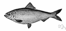 Pomolobus - genus to which the alewife is sometimes assigned