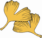 Ginkgo biloba - deciduous dioecious Chinese tree having fan-shaped leaves and fleshy yellow seeds