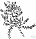 santolina - genus of Mediterranean subshrubs with rayless flower heads
