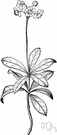 pipsissewa - any of several plants of the genus Chimaphila