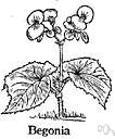 Begonia semperflorens - hybrid fibrous-rooted begonia having broad-ovate green to bronze-red leaves and small clusters of white or pink or red flowers