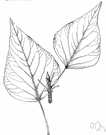Western balsam poplar - cottonwood of western North America with dark green leaves shining above and rusty or silvery beneath