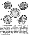 plasmodium - multinucleate sheet of cytoplasm characteristic of some stages of such organisms as slime molds