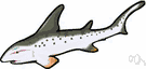 Galeocerdo - tiger sharks
