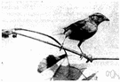 Spizella passerina - small North American finch common in urban areas
