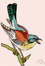 snowbird - medium-sized Eurasian thrush seen chiefly in winter