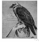 bearded vulture - the largest Eurasian bird of prey