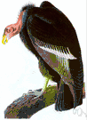Gymnogyps - containing solely the California condor