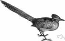 Geococcyx californianus - speedy largely terrestrial bird found from California and Mexico to Texas