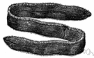 Venus's girdle - ctenophore having a ribbon-shaped iridescent gelatinous body