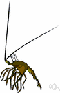 genus Palinurus - type genus of the family Palinuridae