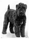 Kerry blue terrier - an Irish breed of medium-sized terriers with a silky blue-grey coat
