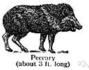 white-lipped peccary - blackish peccary with whitish cheeks