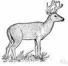 white-tailed deer - common North American deer