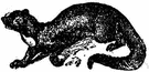 Grison vittatus - carnivore of Central America and South America resembling a weasel with a greyish-white back and dark underparts