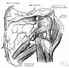 circumflex artery - any of several paired curving arteries