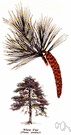 Pinus strobus - tall-growing pine of eastern North America